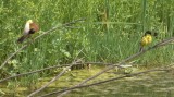 Video of Black-headed Bunting - Black-headed Bunting in very hot summer with water